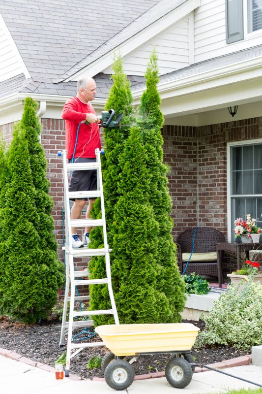 Cedar Tree Trimming