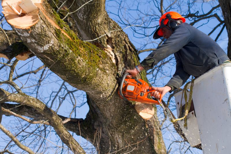 Removing Dead Branches