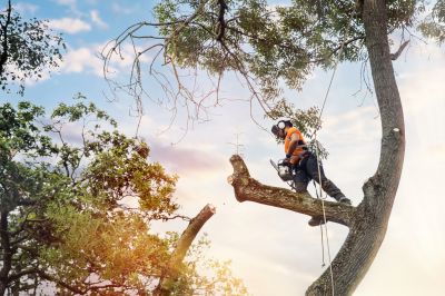 Expert Tree Care Providers