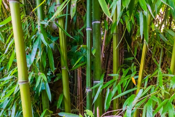 Bamboo Trimming in Fredericksburg