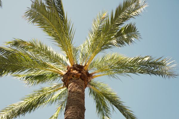 Palm Tree Pruning in Fredericksburg
