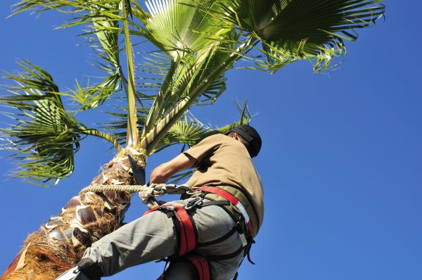 Palm Tree Trimming in Fredericksburg