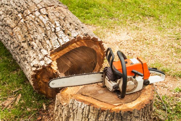 Tree Cutting Service in Fredericksburg