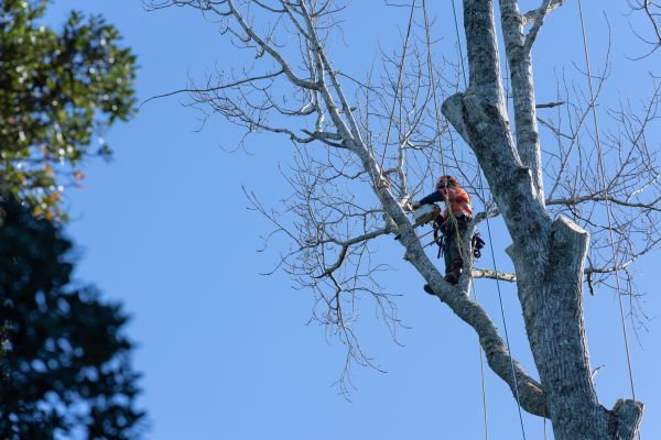 Tree Topping Service in Fredericksburg