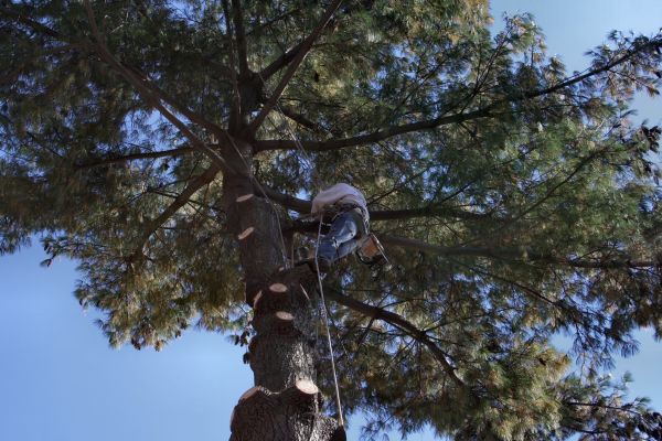 Trimming Service in Fredericksburg