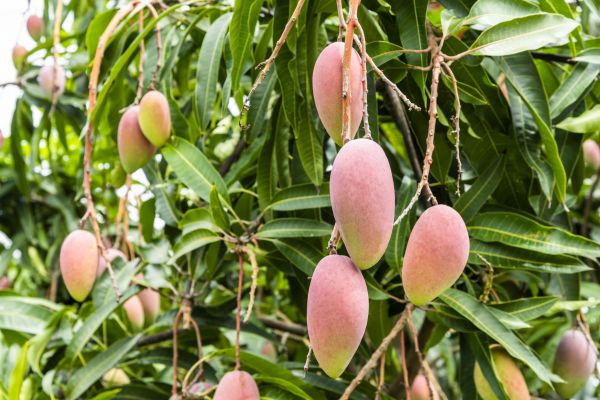 Mango Tree Trimming in Fredericksburg