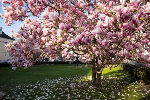 Ornamental Tree Pruning in Fredericksburg