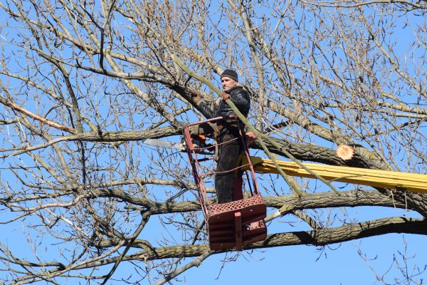 Emergency Tree Trimming in Fredericksburg