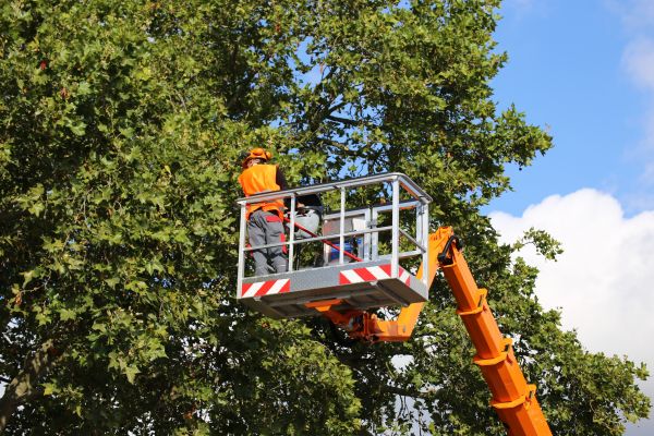 Commercial Tree Service in Fredericksburg