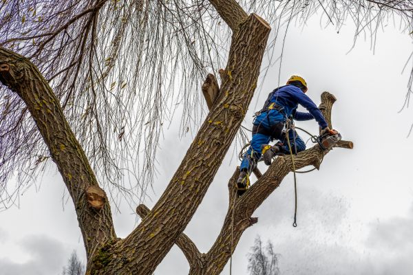 Tree Maintenance Service in Fredericksburg