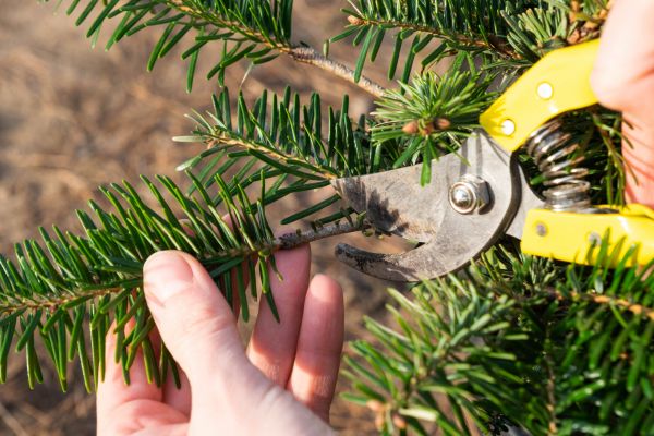 Pine Tree Pruning in Fredericksburg