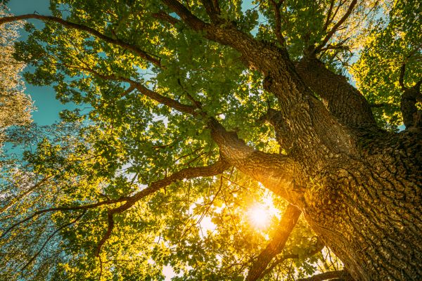 Oak Tree Pruning in Fredericksburg