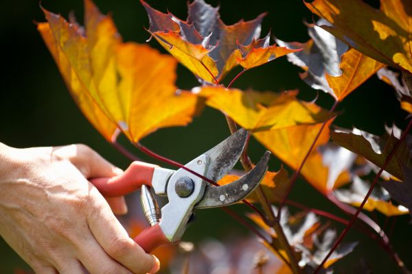 Maple Tree Pruning in Fredericksburg