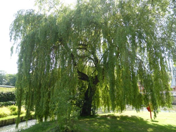 Willow Tree Trimming in Fredericksburg