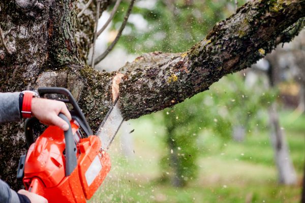 Tree Limbs Removal in Fredericksburg