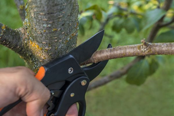 Tree Limb Cutting in Fredericksburg
