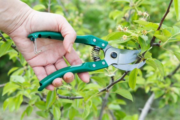 Pear Tree Pruning in Fredericksburg