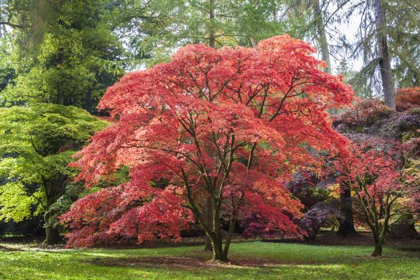 Japanese Maple Pruning in Fredericksburg