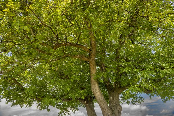 Walnut Tree Trimming in Fredericksburg