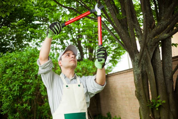 Tree Limb Pruning in Fredericksburg