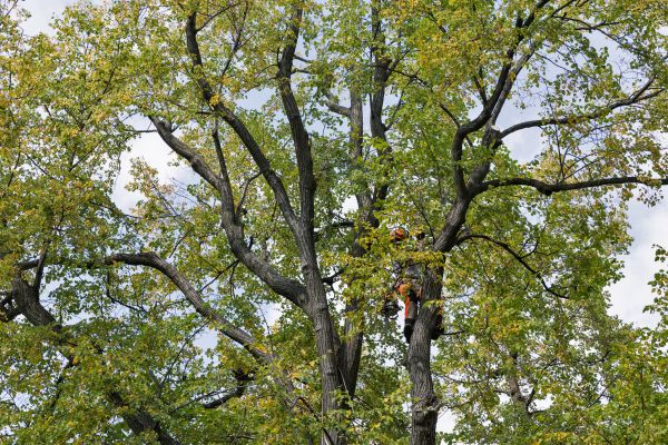 Tree Crown Shaping in Fredericksburg