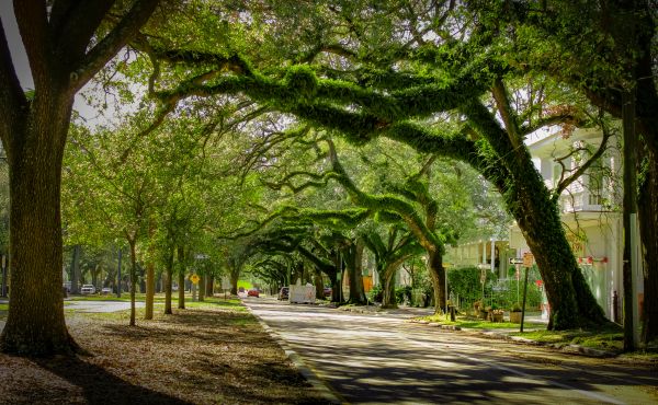 Tree Canopy Thinning in Fredericksburg