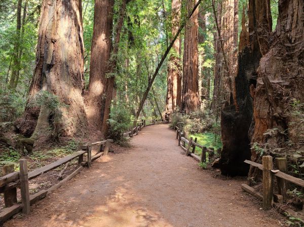 Redwood Tree Pruning in Fredericksburg