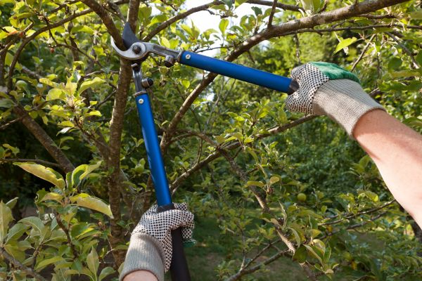 Residential Tree Pruning in Fredericksburg