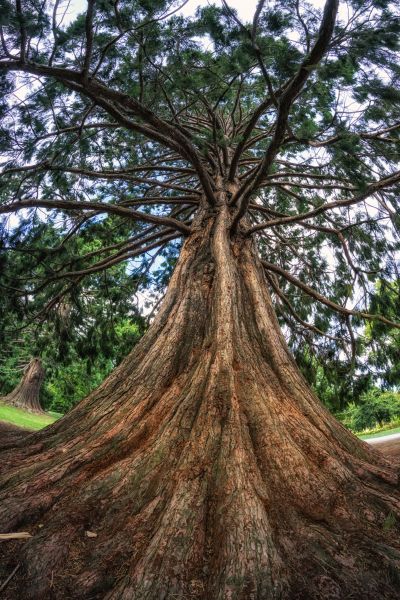 Cedar Tree Pruning in Fredericksburg