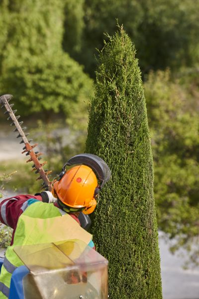 Cypress Tree Trimming in Fredericksburg