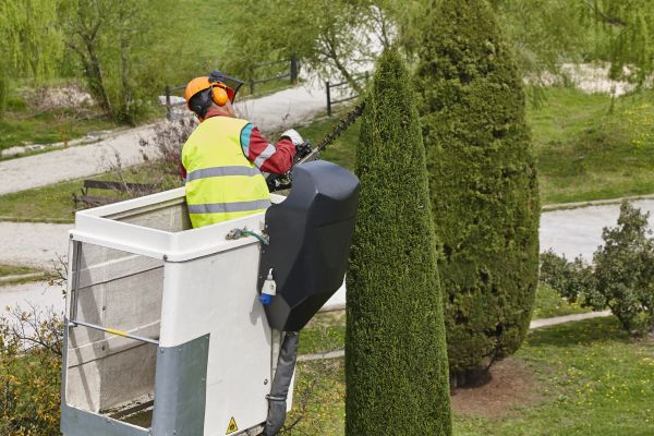 Cypress Tree Pruning in Fredericksburg