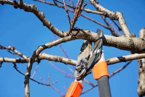 Peach Tree Trimming in Fredericksburg