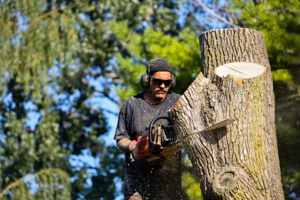 Ash Tree Pruning in Fredericksburg