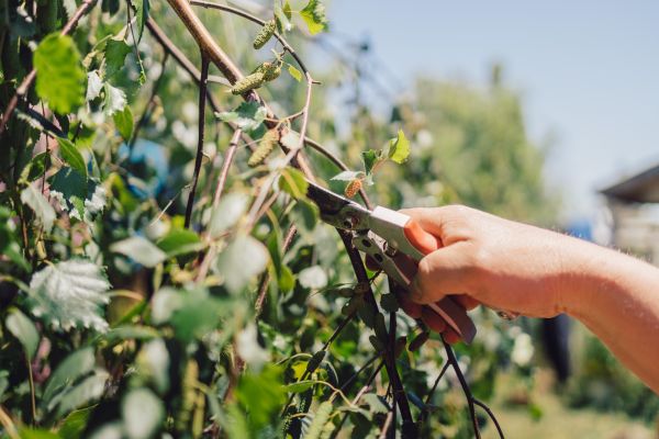 Birch Tree Pruning in Fredericksburg