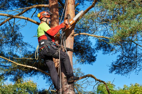 Canopy Pruning in Fredericksburg