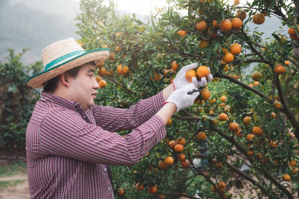 Orange Tree Pruning in Fredericksburg