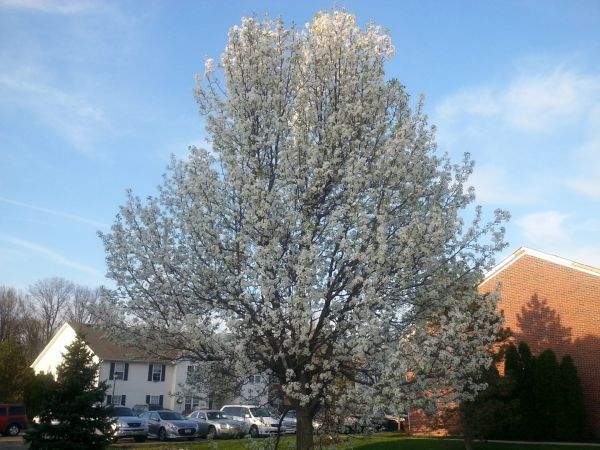 Bradford Pear Tree Pruning in Fredericksburg