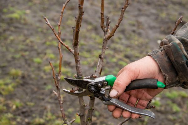Pear Trees Pruning in Fredericksburg