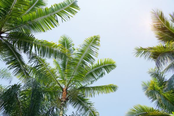Queen Palm Tree Trimming in Fredericksburg