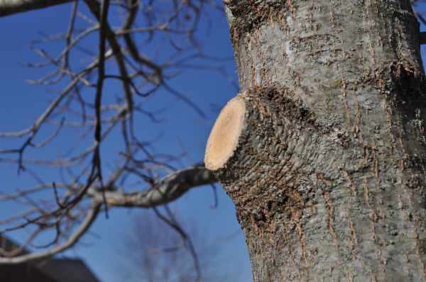Limb Pruning in Fredericksburg