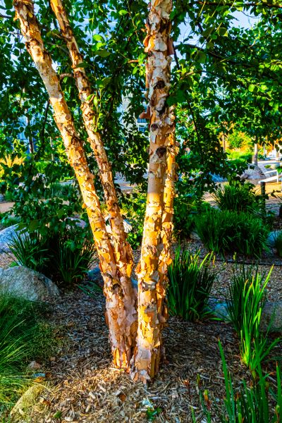 River Birch Trimming in Fredericksburg