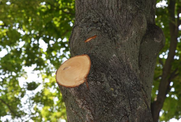 Limb Cutting in Fredericksburg
