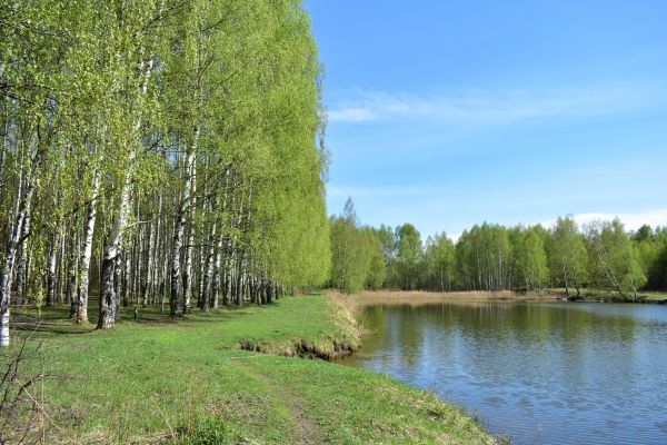 River Birch Pruning in Fredericksburg