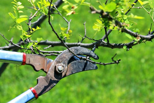 Branches Pruning in Fredericksburg