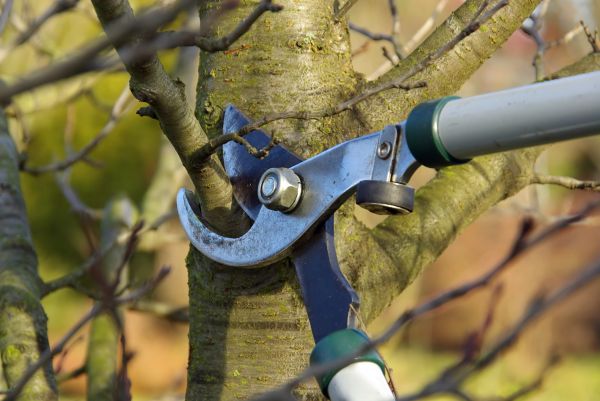 Tree Limb Trimming Service in Fredericksburg