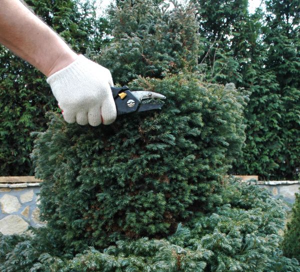 Ornamental Tree Trimming in Fredericksburg