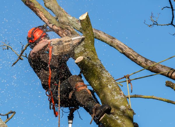Tree Trimming Service in Fredericksburg