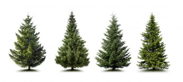 Pine Tree Trimming in Fredericksburg