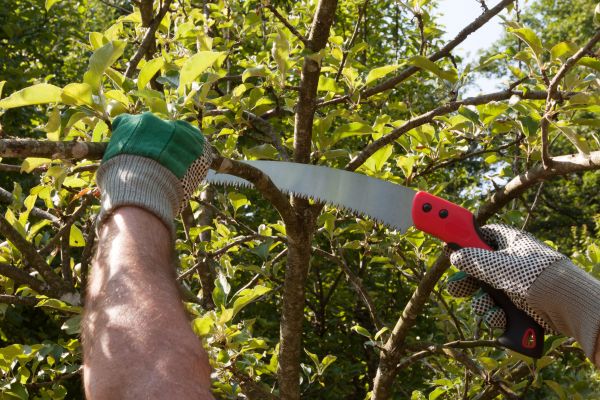 Apple Tree Trimming in Fredericksburg